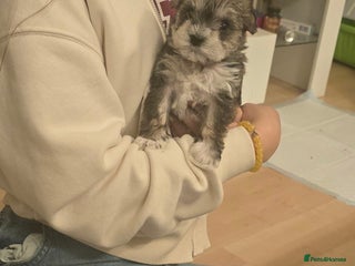 Mixed Breed dogs One unique hybrid puppy - Advert 5