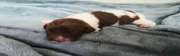 English Springer Spaniel dogs for sale: KC Home Springer Pups - Heath tested, Licensed ⭐️ - Advert 11