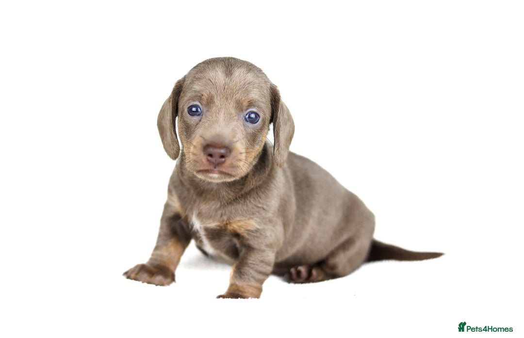 Miniature Dachshund dogs for sale: Miniature dachshunds  - Advert 3