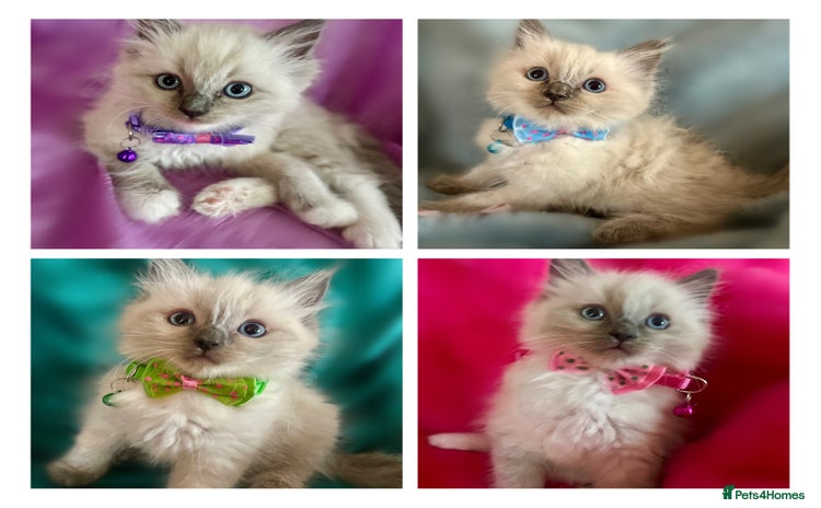 Ragdoll cats - Advert 1