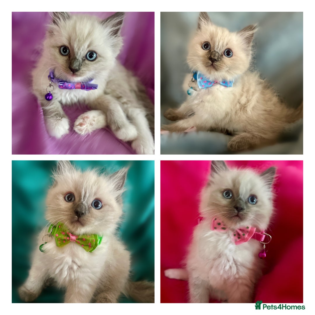 Ragdoll cats for sale: Ragdoll kittens blue point and mitted  - Image 1