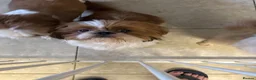 Shih Tzu dogs for stud: Shihtzu stud  - Advert 1