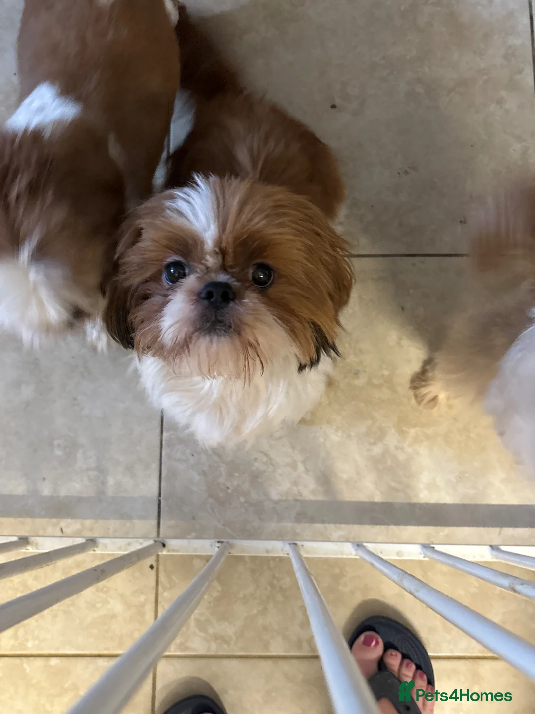 Shih Tzu dogs for stud: Shihtzu stud  - Advert 1