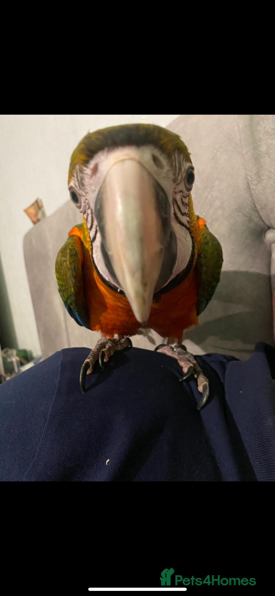Macaws birds for sale: Female Harlequin Macaw.  - Advert 4