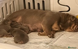 English Bulldog dogs for sale: English bull dogs  - Image 10