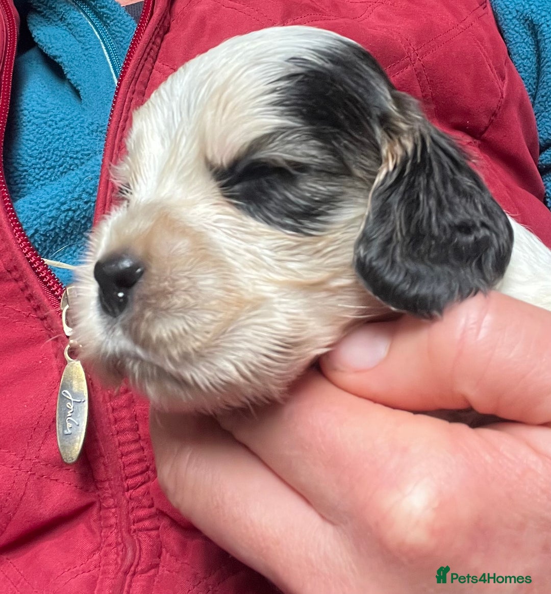 Cocker Spaniel dogs for sale: KC health tested hip scored Sable Roan Show Cocker - Image 2