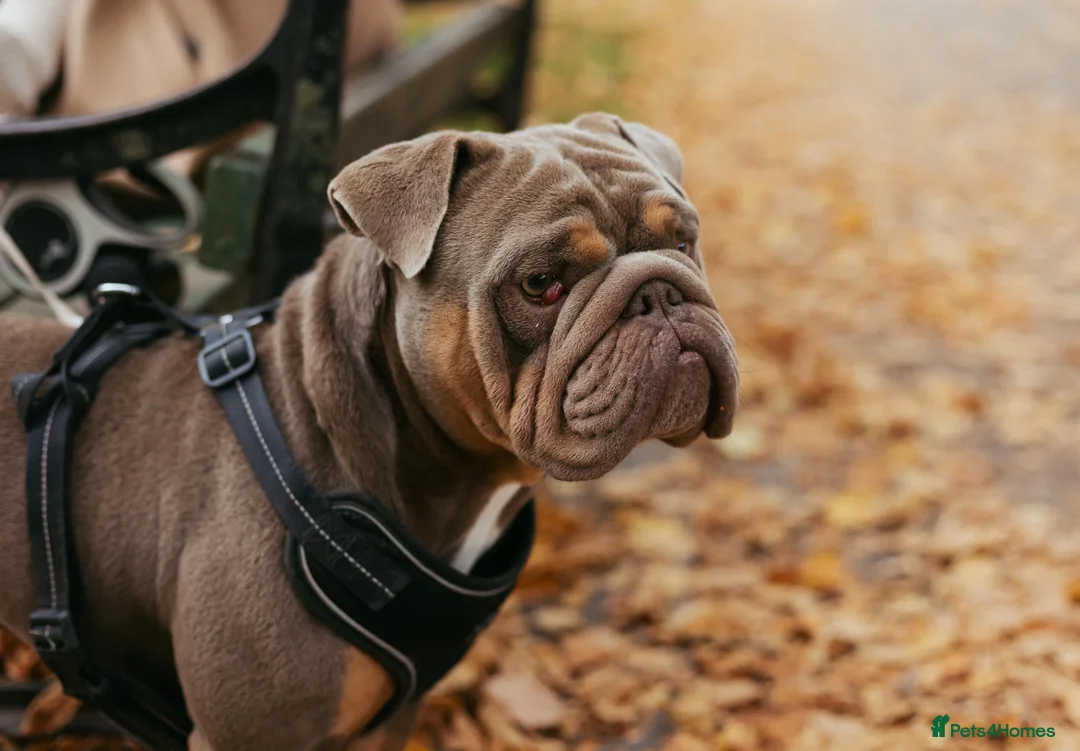 English Bulldog dogs for stud: English bulldog for stud  - Advert 2