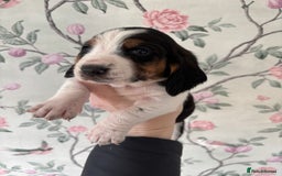 Basset Hound dogs for sale: Bassett hound puppies  - Advert 21