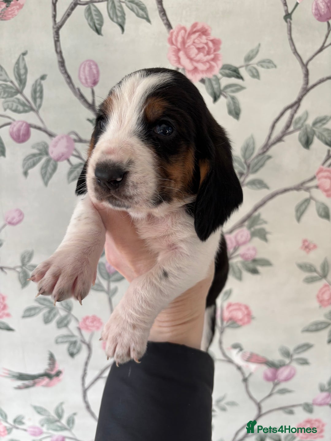 Basset Hound dogs for sale: Bassett hound puppies  - Advert 21