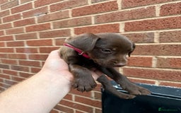 Mixed Breed dogs for sale: Cocker/ Patterdale  - Image 1
