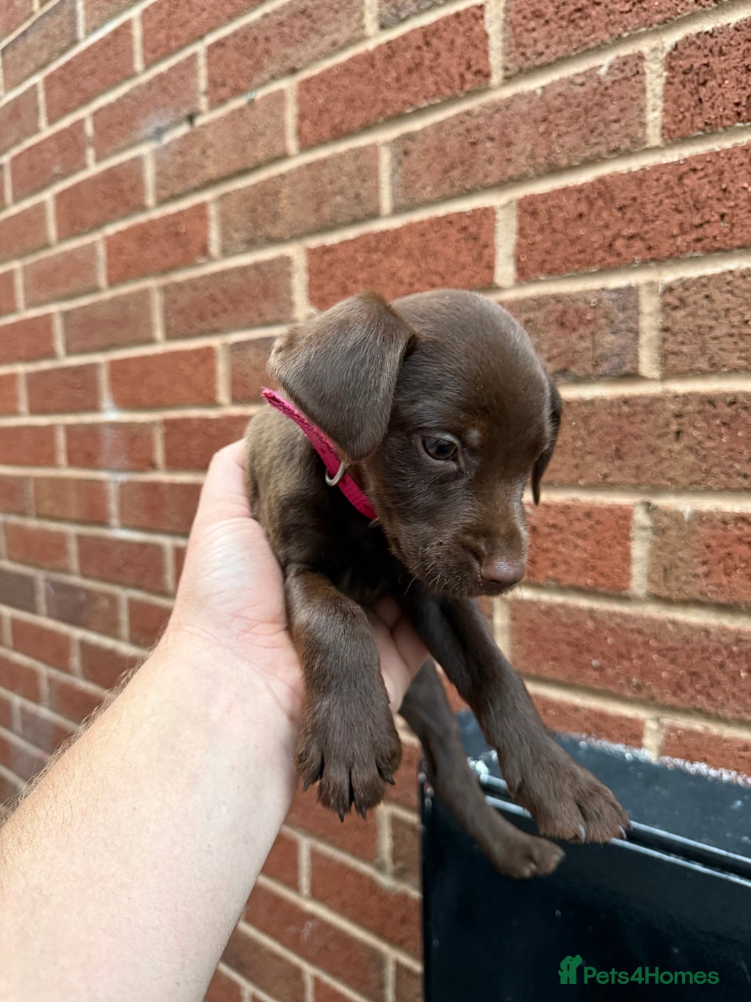 Mixed Breed dogs for sale: Cocker/ Patterdale  - Image 1