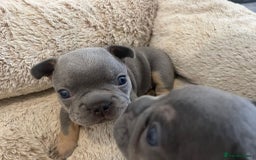French Bulldog dogs for sale: French Bulldog Puppies Looking for  Forever Homes! - Image 4