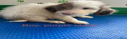 Mixed Breed dogs for sale: Fantastic Sprockerpoos - Advert 23