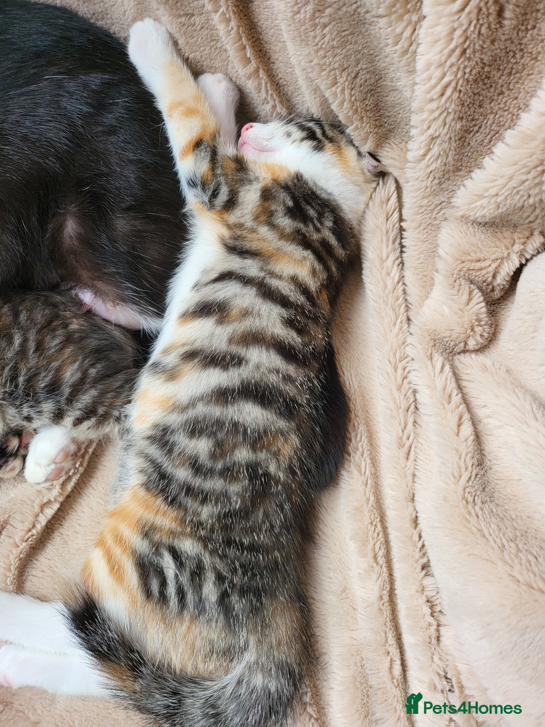 Mixed Breed cats for sale: 2 male kittens  - Image 3