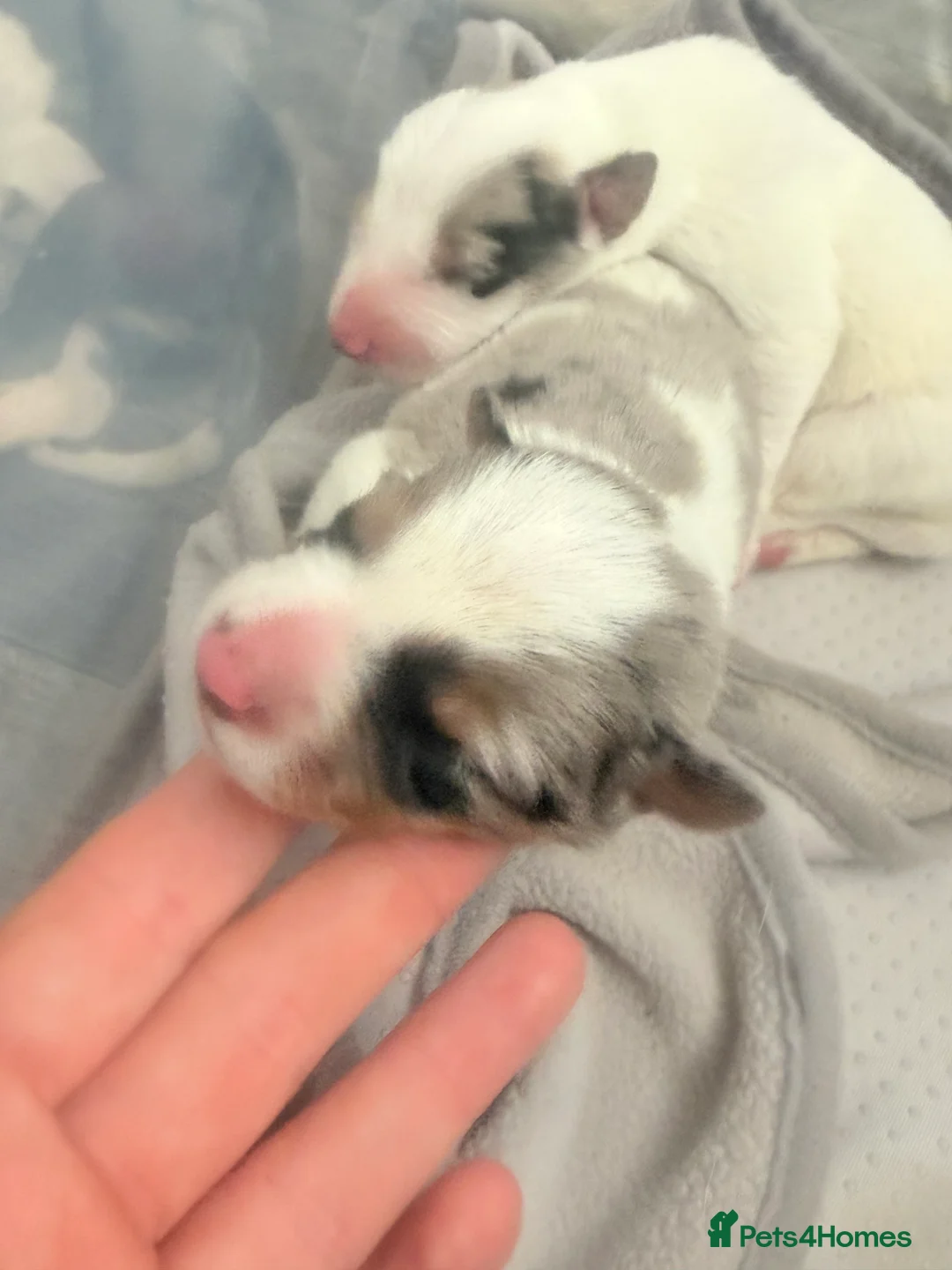 Border Collie dogs for sale: Border collie puppy’s only girls left  - Advert 20