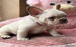 French Bulldog dogs for sale: Beautiful French Bulldog Puppies - Image 23