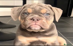 Olde English Bulldogge dogs for stud: 💥olde English bulldog stud💥 - Image 22