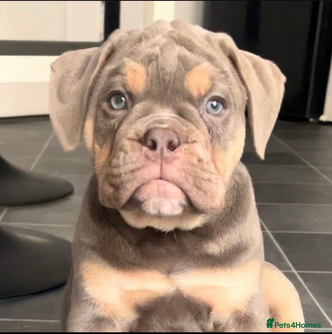 Olde English Bulldogge dogs for stud: 💥olde English bulldog stud💥 - Image 22