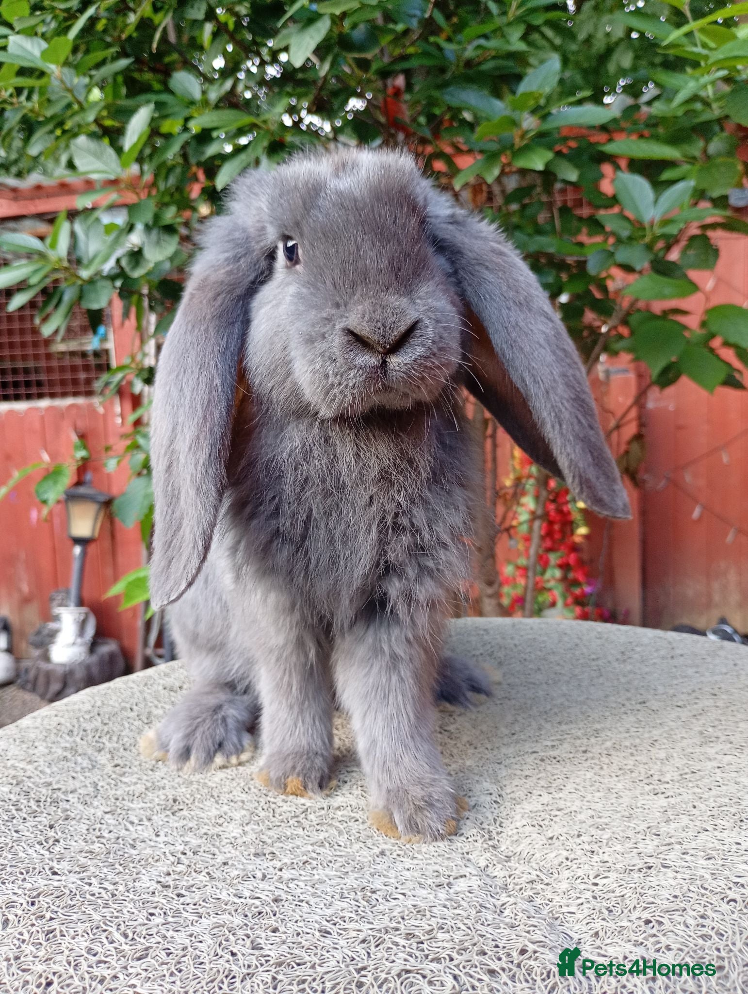 French Lop rabbits French lop  - Advert 14