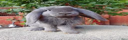 French Lop rabbits for sale: French lop  - Advert 4