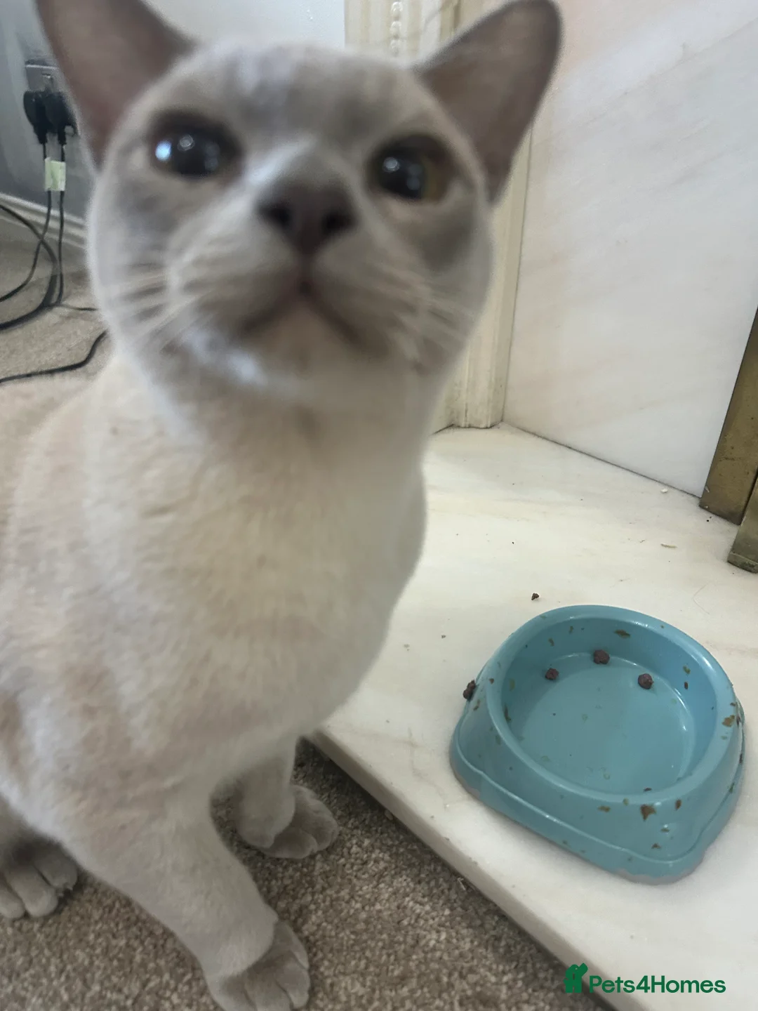Burmese cats for sale: Beautiful male pedigree Lilac Burmese kitten - Advert 2