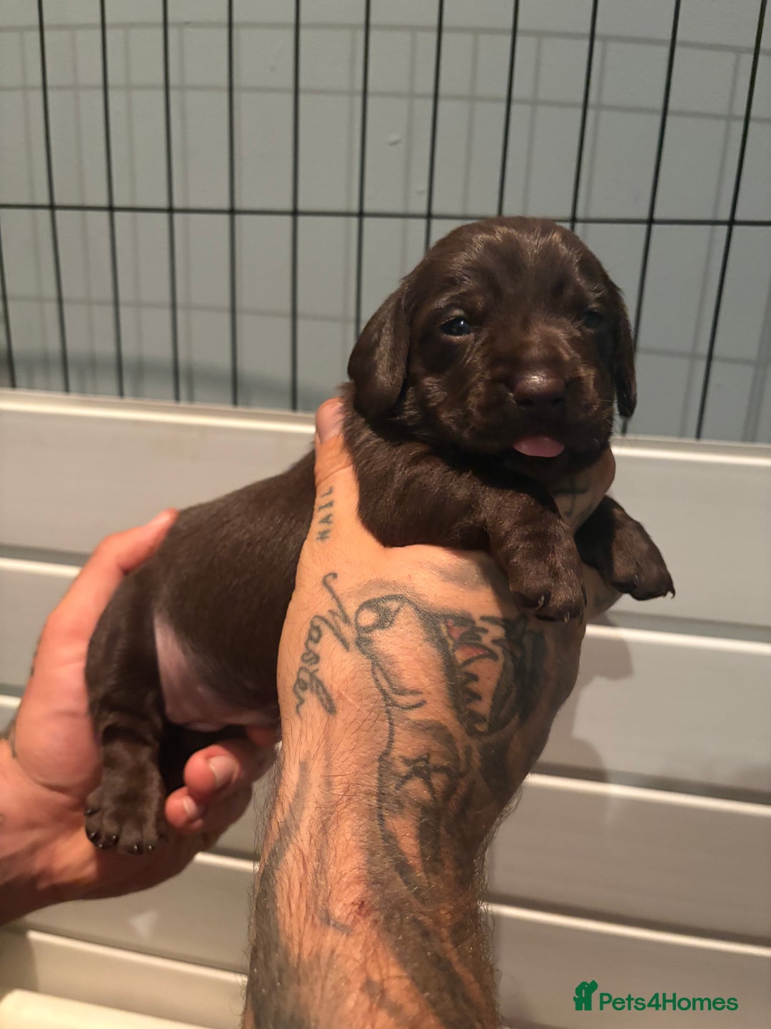 Labradoodle dogs for sale: Stunning labradoodle puppies  - Image 11