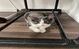 Domestic Shorthair cats for sale: Beautiful Grey & White Kitten for Sale - Image 4