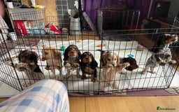 Cocker Spaniel dogs for sale: Beautiful Cocker spaniel puppies  - Image 6