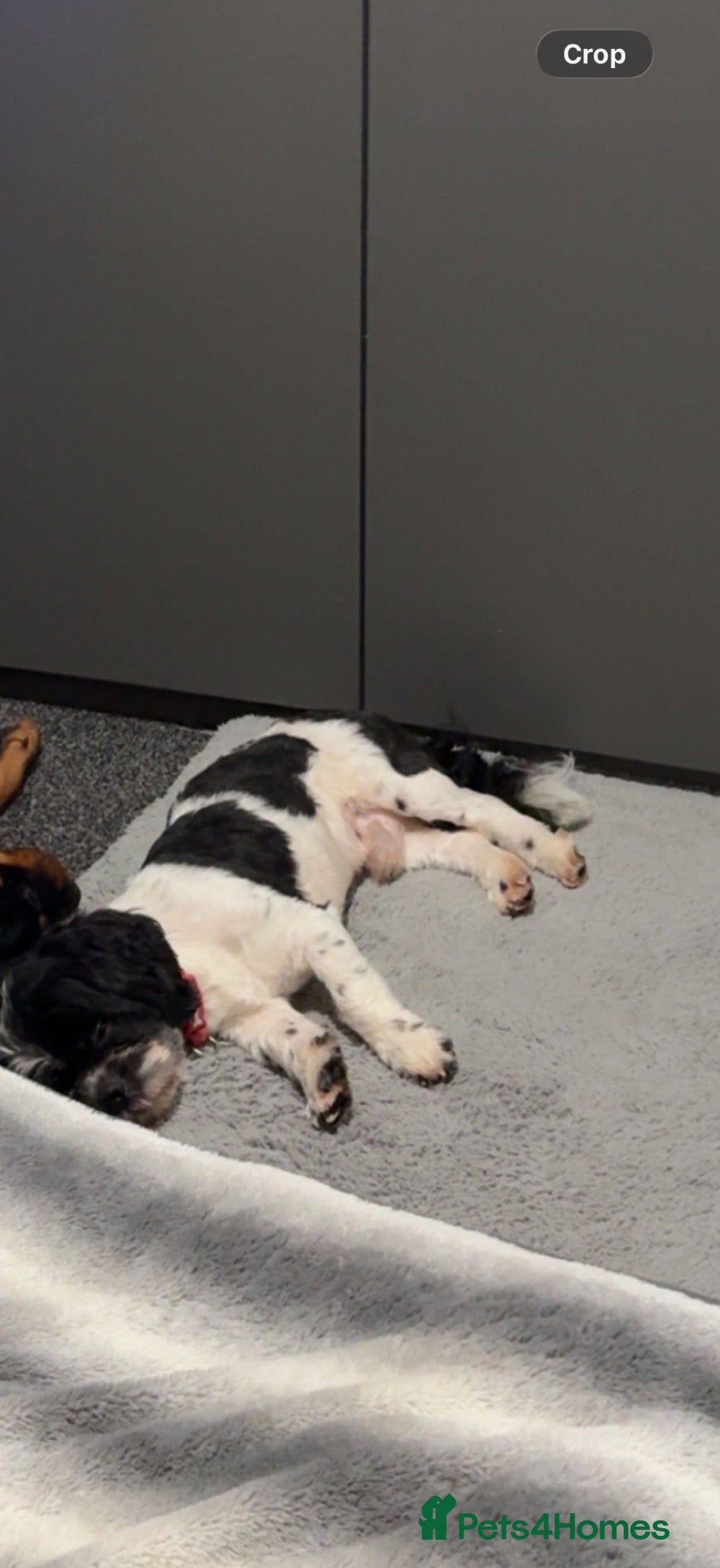Shih Tzu dogs 3 year old male Shih Tzu  - Advert 1