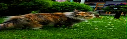 Maine Coon cats for sale: Female Maine Coon Registered FIFe - Advert 4