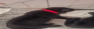 Sheprador 5