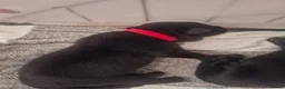Sheprador dogs for sale: Shepador puppies for sale!  - Advert 5