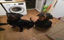 Rottweiler dogs for sale: Rottweiler  puppy - Image 2