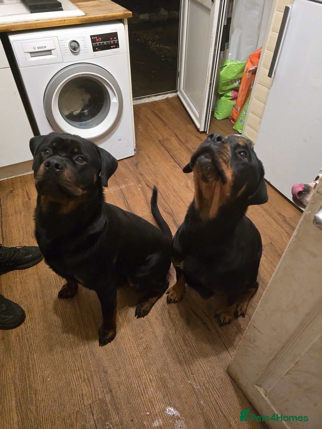 Rottweiler dogs for sale: Rottweiler  puppy - Image 2
