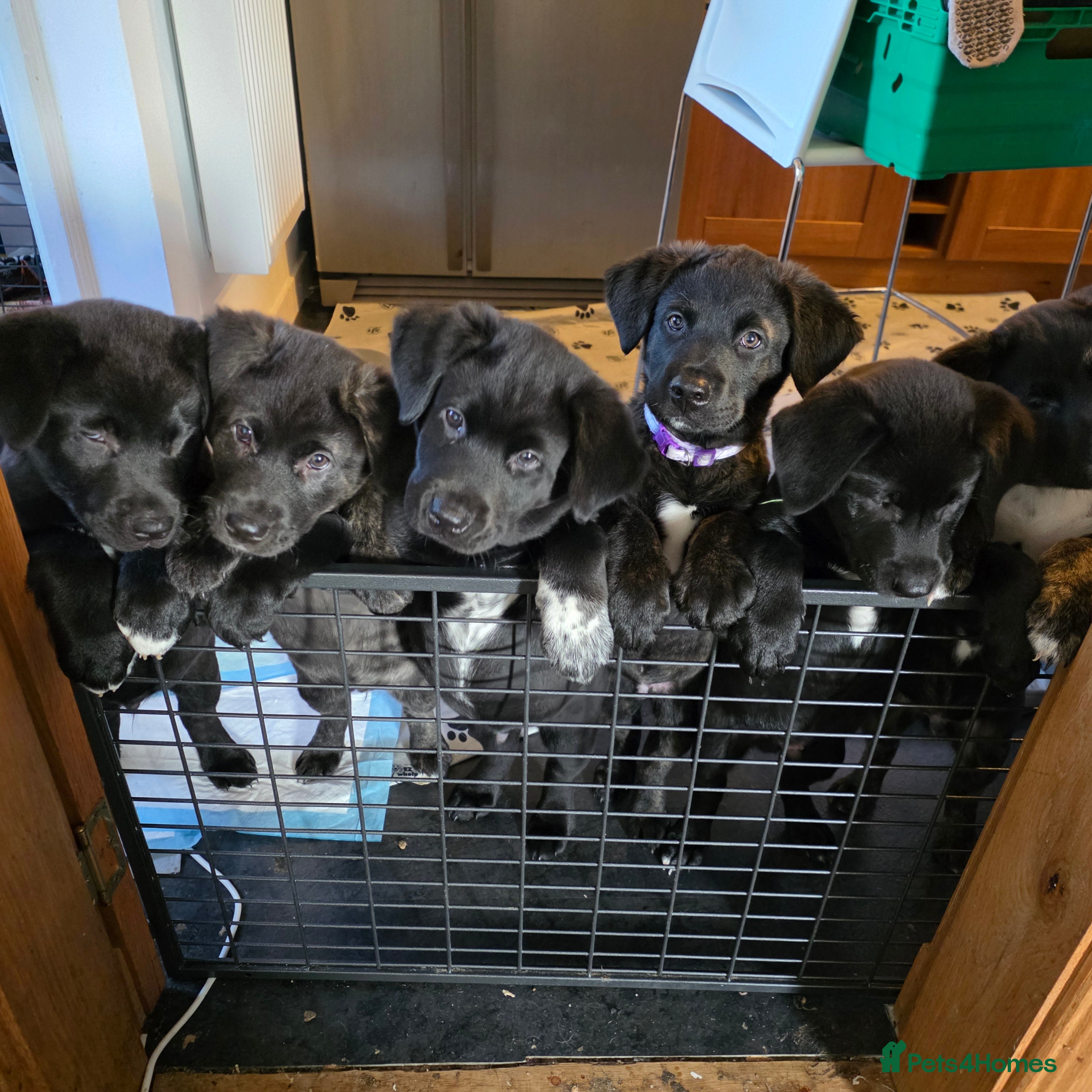 Mixed Breed dogs Labrakita (American AkitaxLab) Puppies:3 pups left - Advert 6
