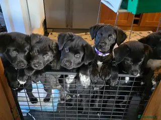 Mixed Breed dogs Labrakita (American AkitaxLab) Puppies:3 pups left - Advert 6