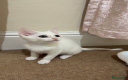Turkish Van cats for sale: Leyla - Turkish Van Cat - Image 3