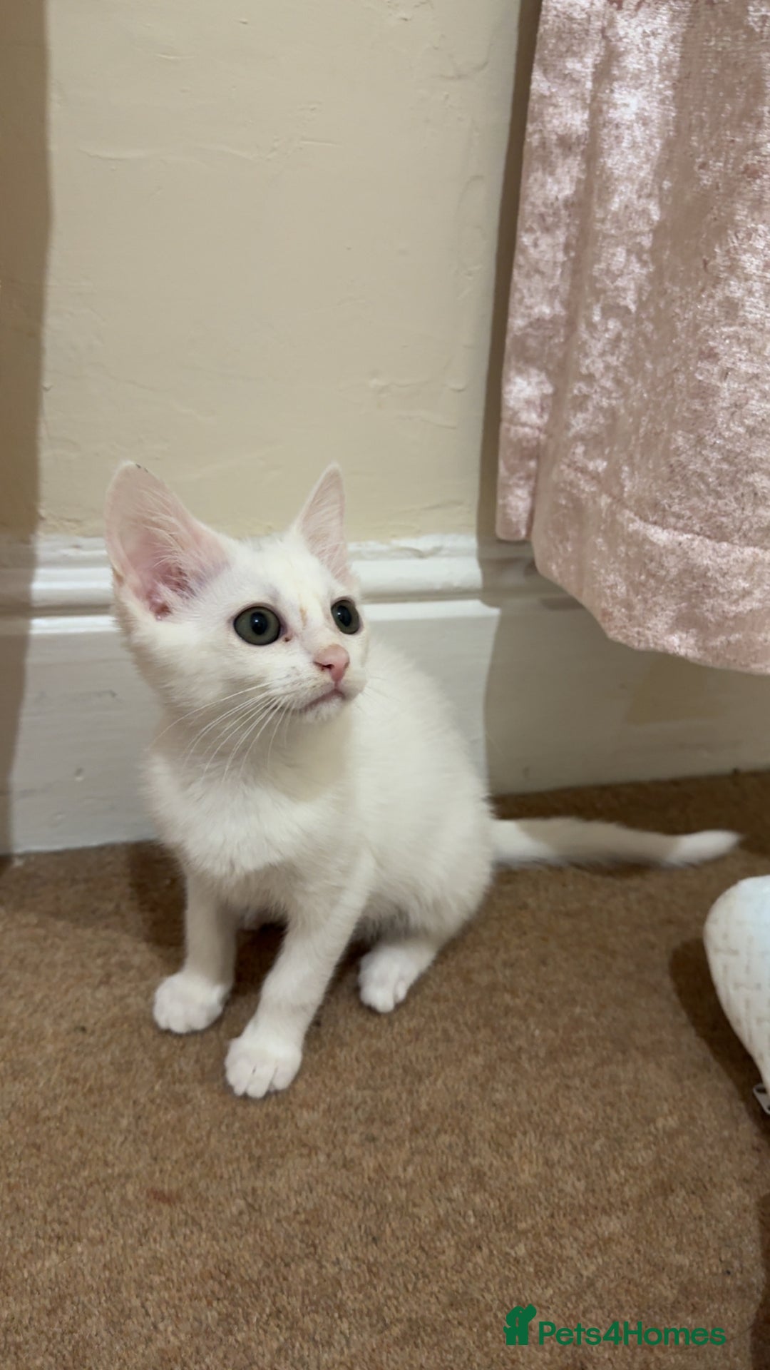 Turkish Van cats for sale: Leyla - Turkish Van Cat - Image 3