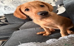 Labrador Retriever dogs for sale: famale lab  - Image 3