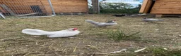 Chickens poultry for sale: Exhibition Rosecomb bantams in Newcastle upon Tyne - Advert 8