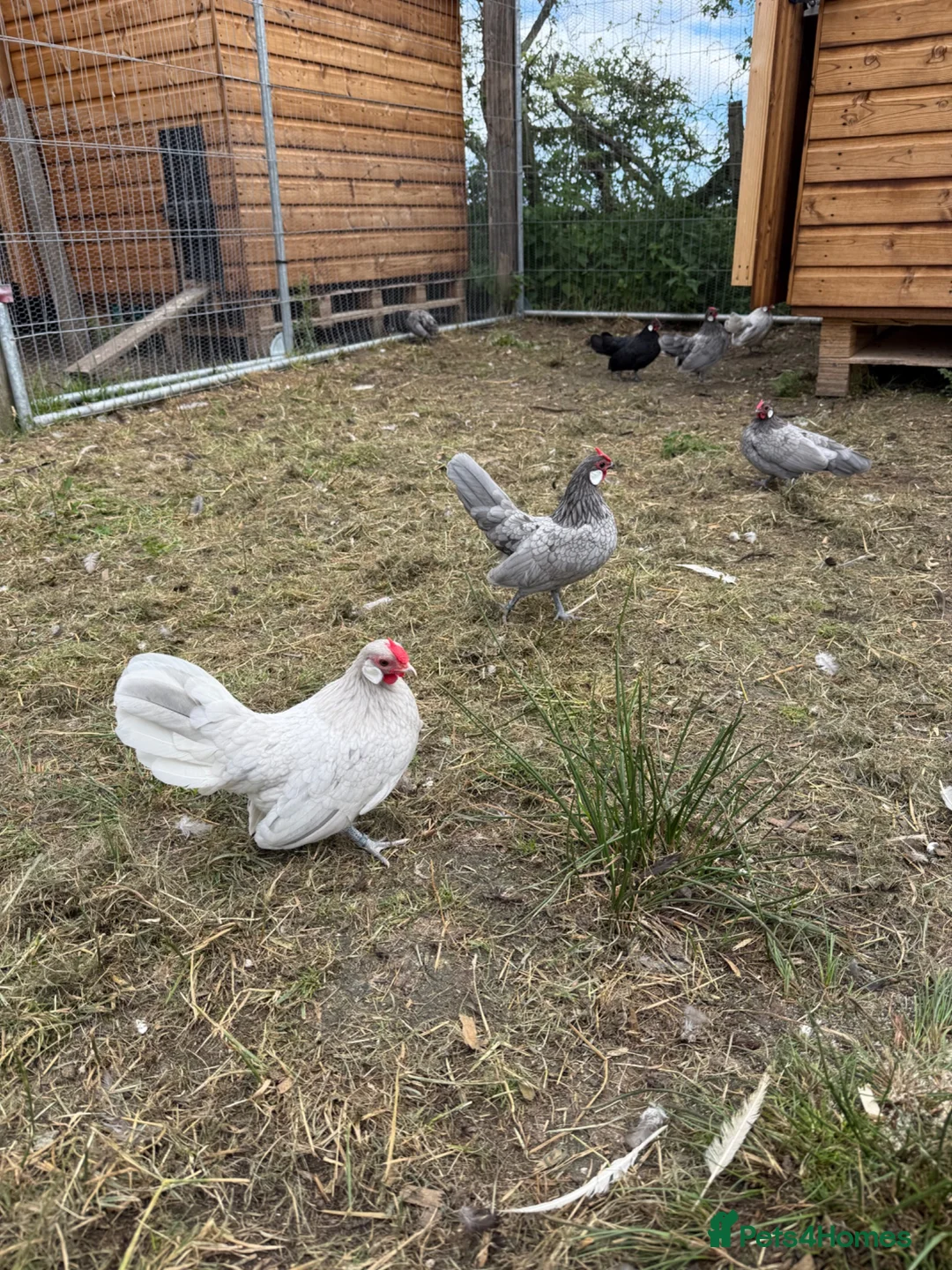 Chickens poultry for sale: Exhibition Rosecomb bantams in Newcastle upon Tyne - Advert 8