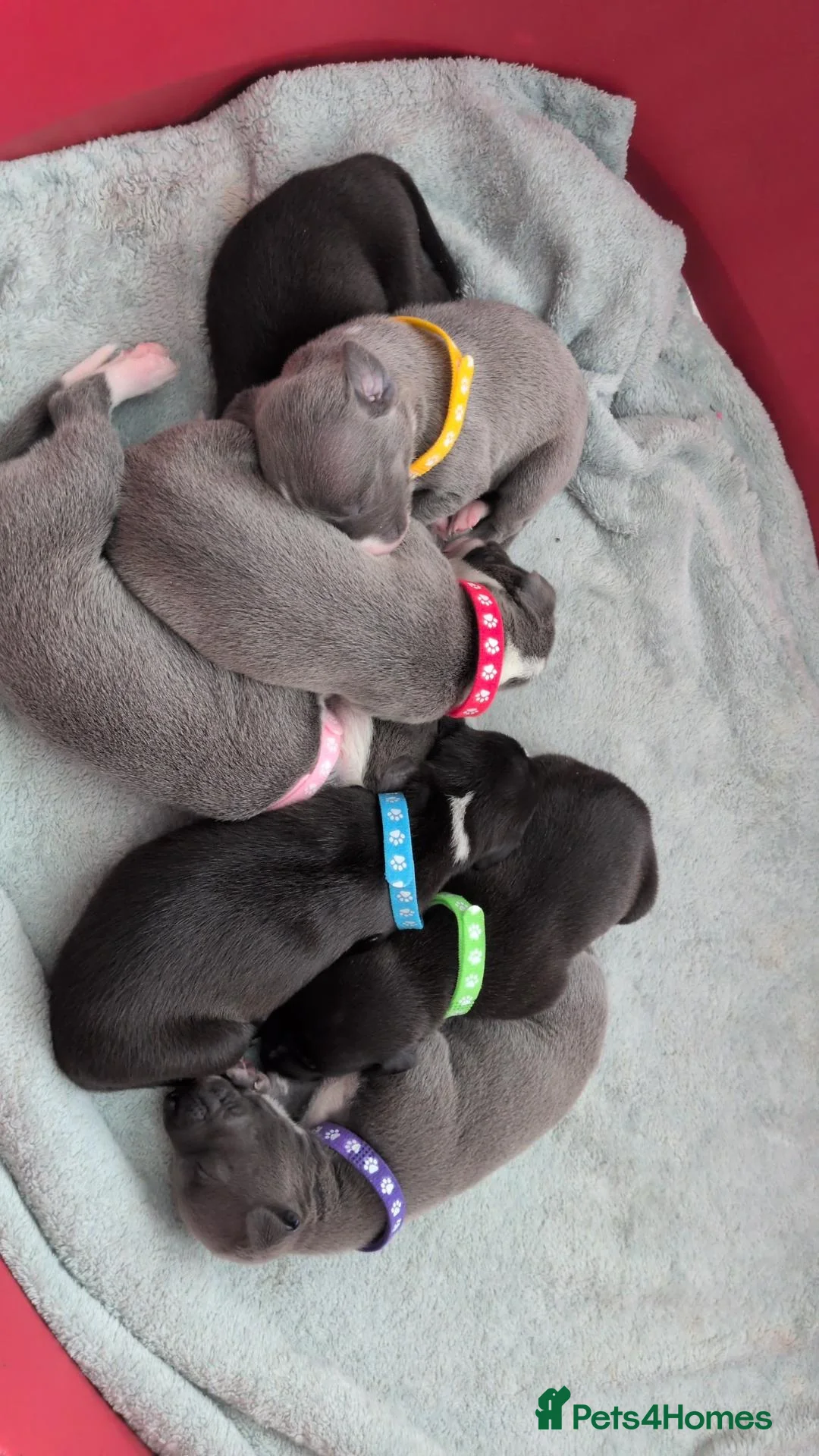 Mixed Breed dogs for sale: Italian Whippets  - Advert 2