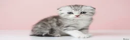 Scottish Fold cats for sale: Scottish fold and straight kittens 🐾🐾 - Advert 6