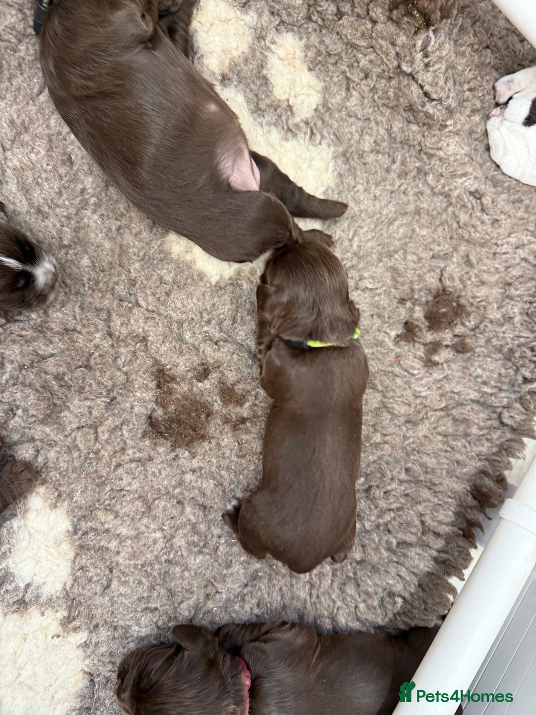 Cocker Spaniel dogs for sale: Working cocker spainel Puppys Ready to leave  - Image 22