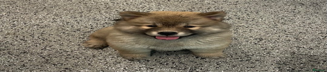 Chow Chow Puppy 6