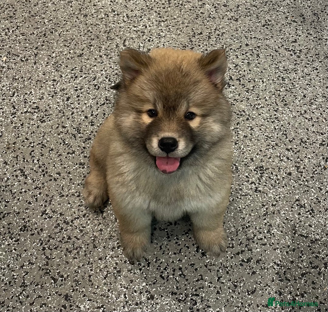 Chow Chow dogs for sale: Genuine Teddy Bear Chowski Puppies - Image 1