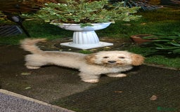 Cockapoo dogs for sale: 15 months Cockapoo F1 - Image 4