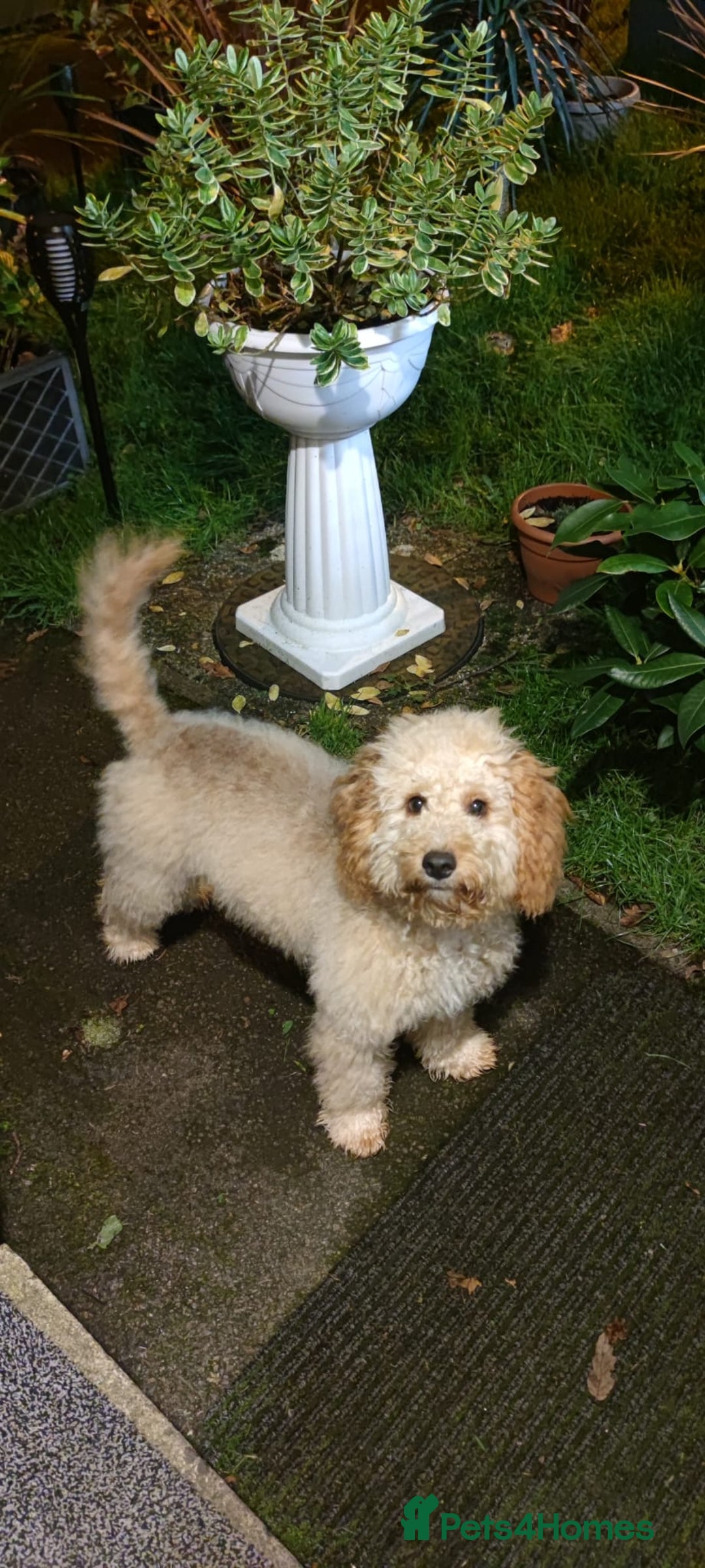Cockapoo dogs for sale: 15 months Cockapoo F1 - Image 4