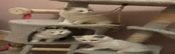 Ragdoll cats for sale: Stunning Tica Registered Ragdolls  - Advert 2