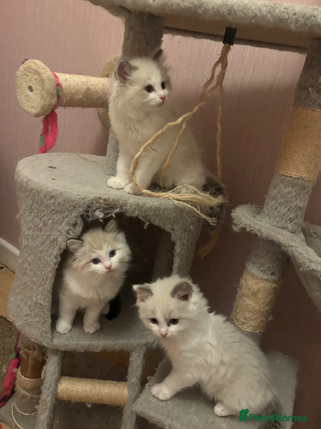 Ragdoll cats for sale: Stunning Tica Registered Ragdolls  - Advert 2